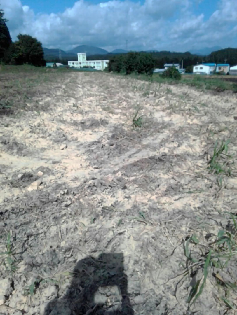 にんにく栽培の様子