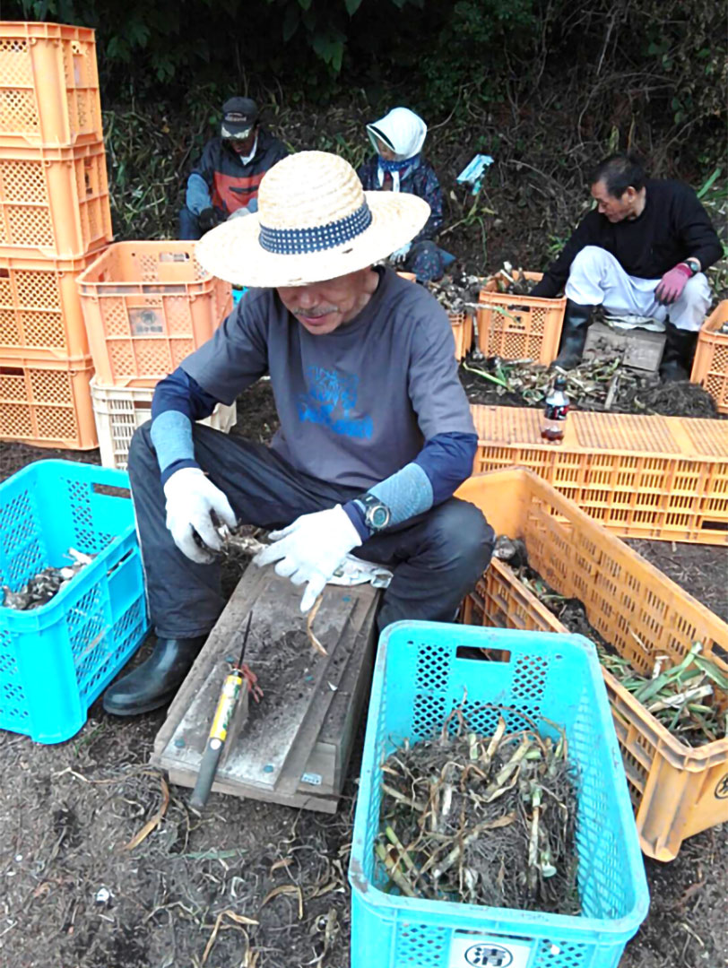 にんにく栽培の様子