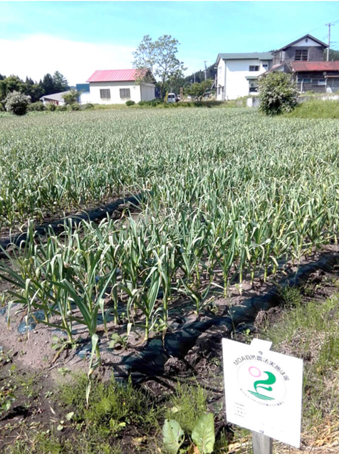 田子にんにく畑