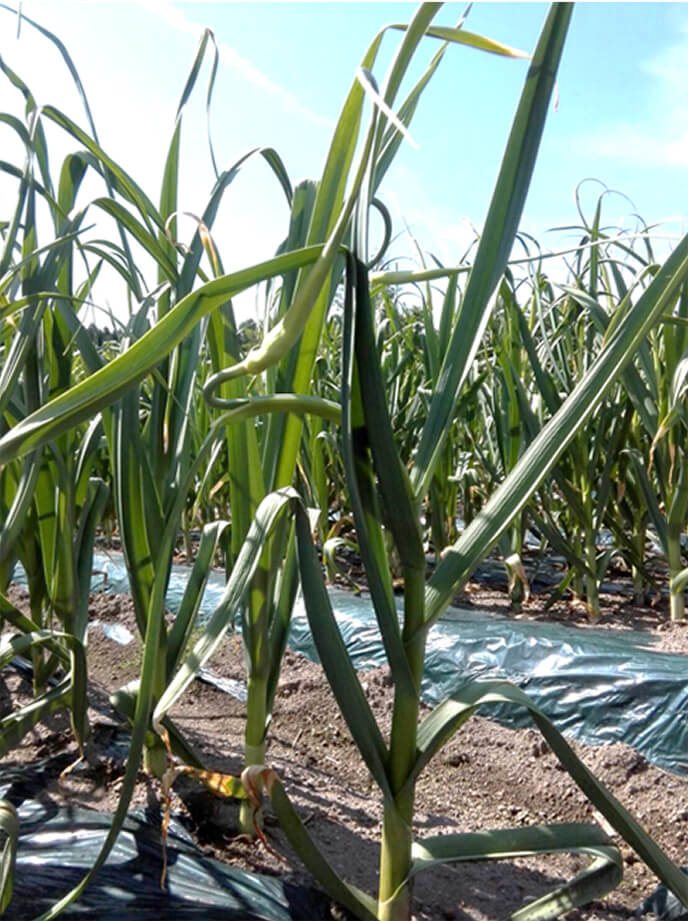 田子にんにく畑