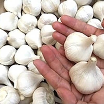 やまもと農産のにんにく（ネット入り）